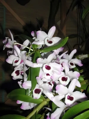 Bild von Dendrobium nobile 1